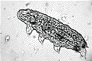 A tardigrade, 1-bit